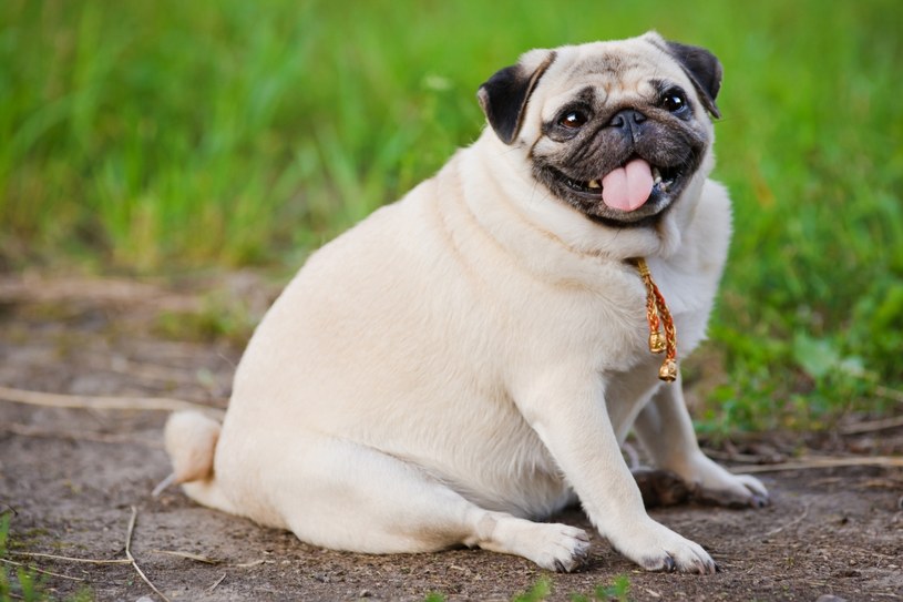 Psy z nadwagą mogą żyć nawet 2,5 roku krócej /123RF/PICSEL