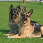 Psy zaatakowały mężczyznę. Są wyniki sekcji zwłok