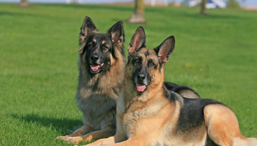 Psy zaatakowały mężczyznę. Są wyniki sekcji zwłok