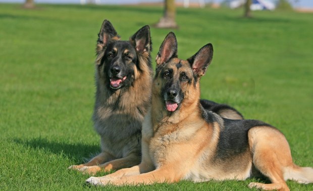 Psy zaatakowały mężczyznę. Są wyniki sekcji zwłok