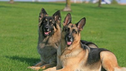 Psy zaatakowały mężczyznę. Są wyniki sekcji zwłok