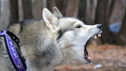 Psy zagryzły 46-latka na grzybobraniu. Jest decyzja ws. właściciela