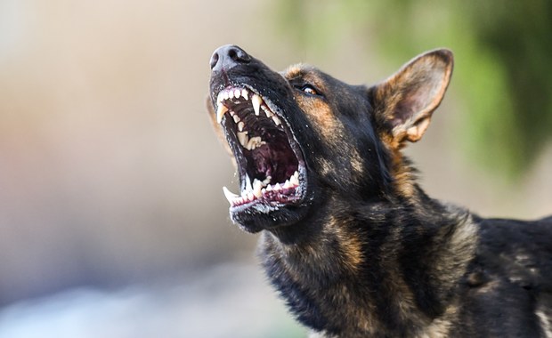 Psy zagryzły 48-latka. Policja ustala właściciela zwierząt