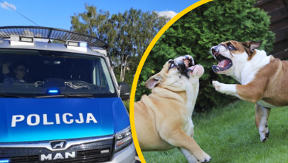 Psy zagryzły siedmiolatkę, dziewczynka nie żyje  