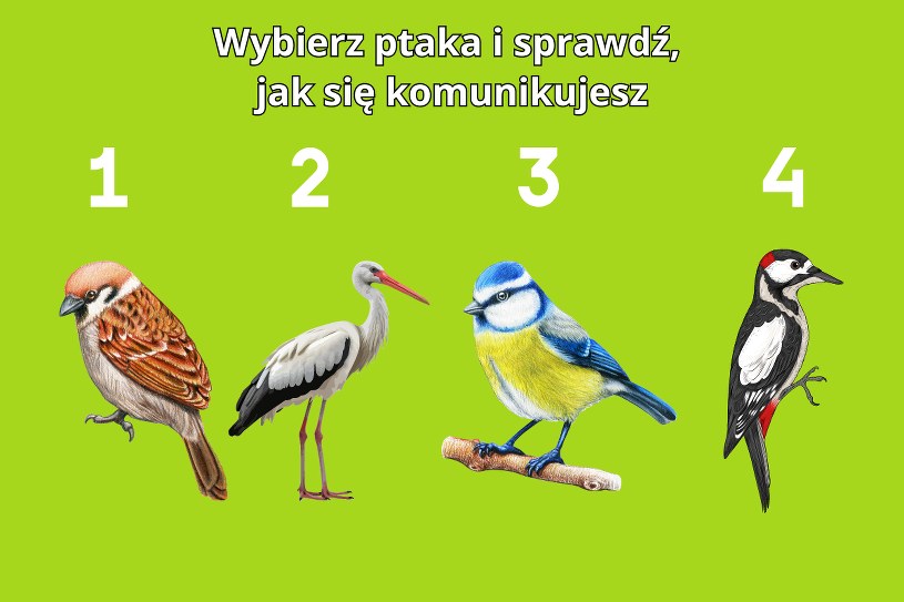 Psychotest: Jaki jest twój styl komunikacji? Wybierz ptaka i sprawdź to