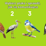 Psychotest: Jaki jest twój styl komunikacji? Wybierz ptaka i sprawdź to