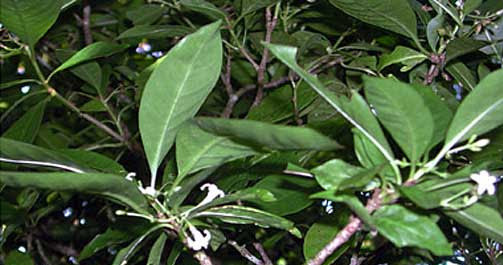 Psychotria insularum /materiały prasowe
