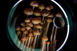 Psylocybina. Zwykła zmiana percepcji czy magia?