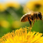 Pszczelarze biją na alarm!