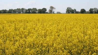 Pszczelarze piszą do ministra. Nie chcą szkodliwych substancji w uprawach rzepaku