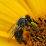 Pszczelarze: Przez ciepłą zimę miodu może być mniej i zdrożeje