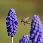 Pszczele mózgi niszczone przez pestycydy. Chemikalia sprawiają, że owady latają zygzakiem
