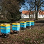 Pszczeli Big Brother. Uczelnia uruchomiła transmisję prosto z ula