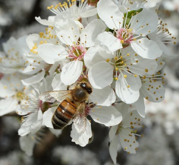 Pszczoła. Fot. Sean Gallup /Getty Images/Flash Press Media