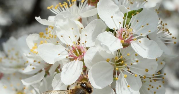 Pszczoła. Fot. Sean Gallup /Getty Images/Flash Press Media