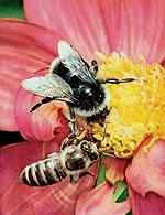 Pszczoła i trzmiel /Encyklopedia Internautica