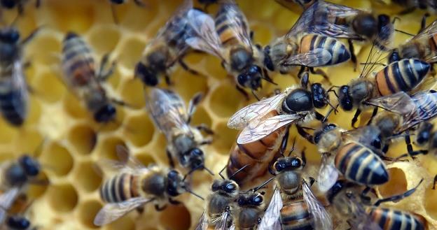 Pszczoła krainka uważana jest też za część dziedzictwa przyrodniczego i kulturalnego Słowenii /PAP