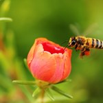 Pszczoła miodna niezbędna w ekosystemie. Czy kiedyś jej zabraknie?
