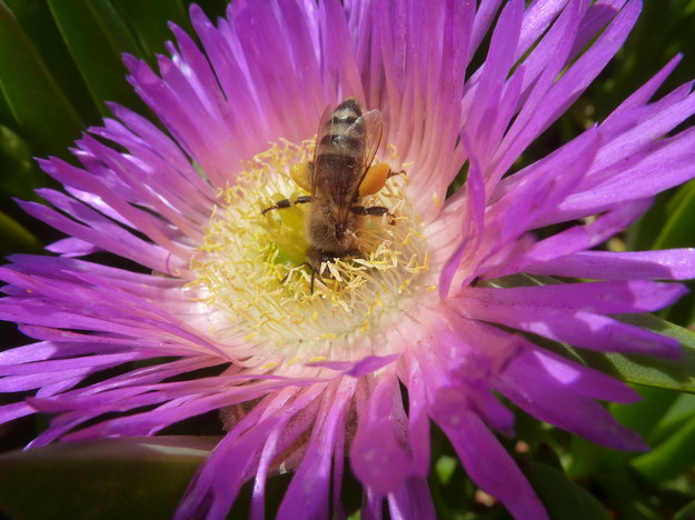 Pszczołą miodna przy pracy /Keng-Lou James Hung/UC San Diego /Materiały prasowe