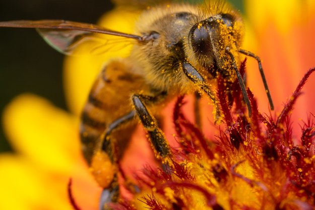 Pszczoła miodna /Alex Wild/University of Texas at Austin /Materiały prasowe