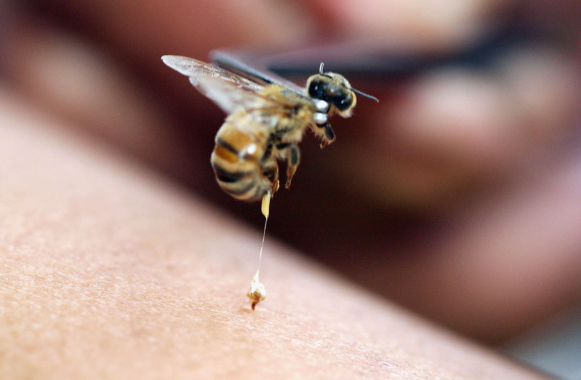Pszczoła, w przeciwieństwie do osy, pozostawia w skórze swoje żądło, a następnie ginie / Dimas Ardian/Getty Images /Getty Images