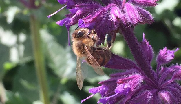 Pszczoła /Harry Siviter, Royal Holloway, University of London /Materiały prasowe