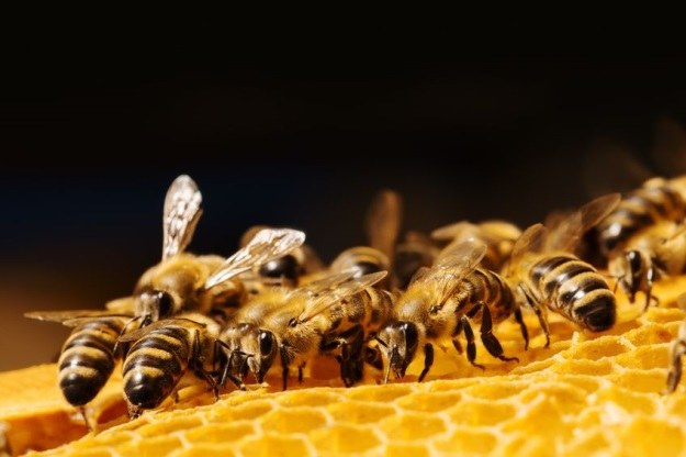 Pszczoły będą roznosić pestycydy /123RF/PICSEL