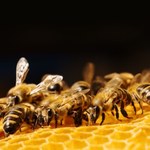 Pszczoły będą roznosić pestycydy