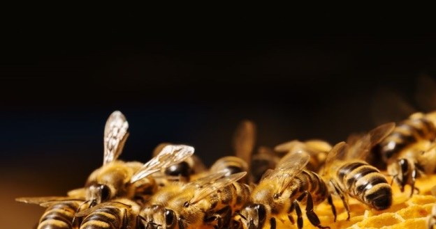 Pszczoły będą roznosić pestycydy /123RF/PICSEL