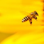 Pszczoły błądzą w smogu. Zanieczyszczenia utrudniają im zapylanie kwiatów