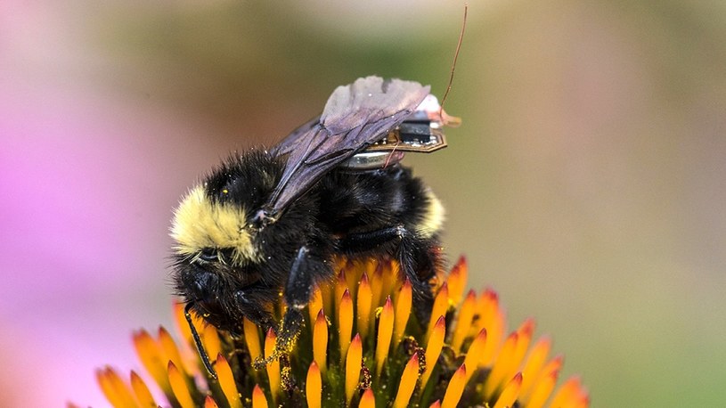 Pszczoły-cyborgi wyposażone w specjalne sensory pomogą rolnikom ocenić stan plonów /Geekweek