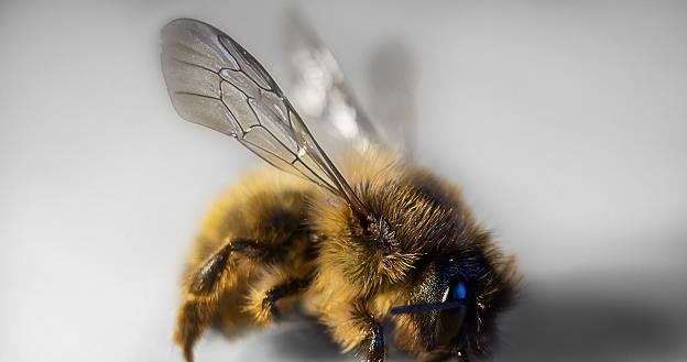 Pszczoły giną, a to zapowiedź kłopotów /&copy;123RF/PICSEL