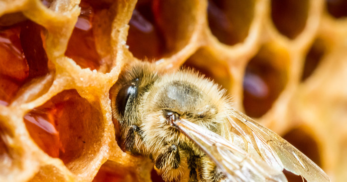 pszczoły i propolis /© Photogenica