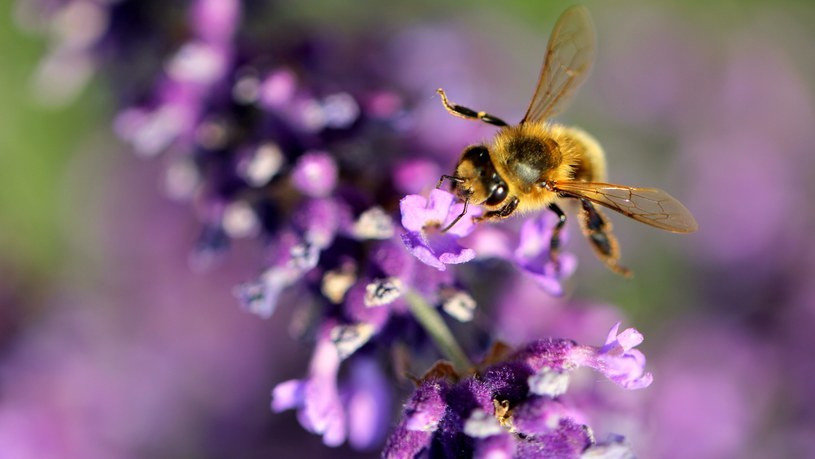 Pszczoły kochają lawendę. /123RF/PICSEL