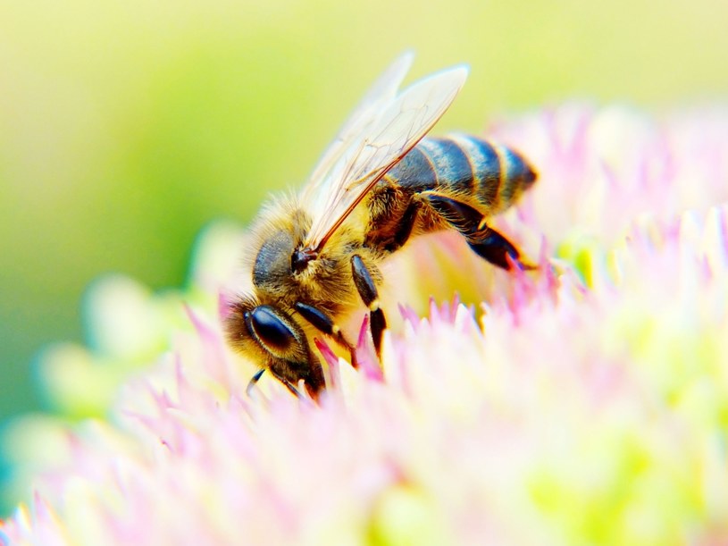 Pszczoły masowo wymierają, więc naukowcy szukają alternatyw /123RF/PICSEL