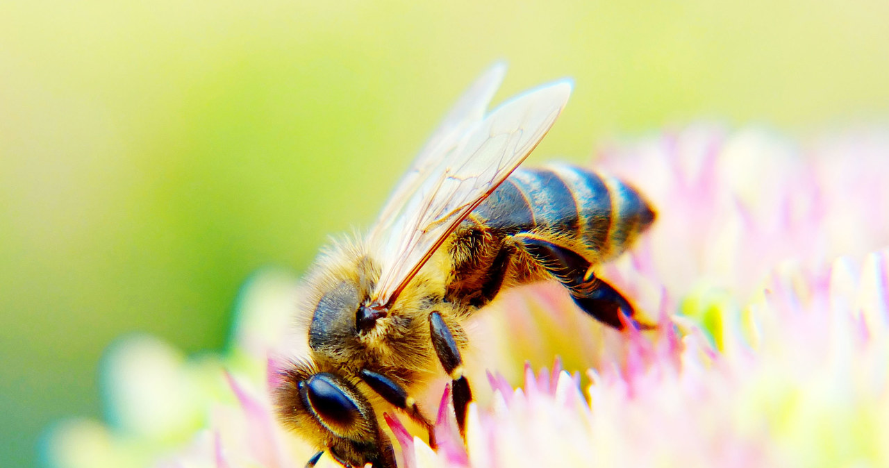 Pszczoły masowo wymierają, więc naukowcy szukają alternatyw /123RF/PICSEL