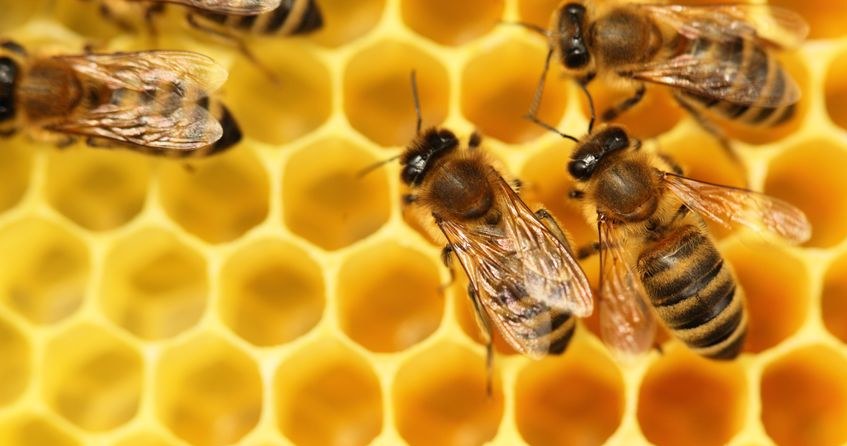 Pszczoły miodne wiedzą, w jaki sposób chronić się przed rozprzestrzenianiem choroby /123RF/PICSEL