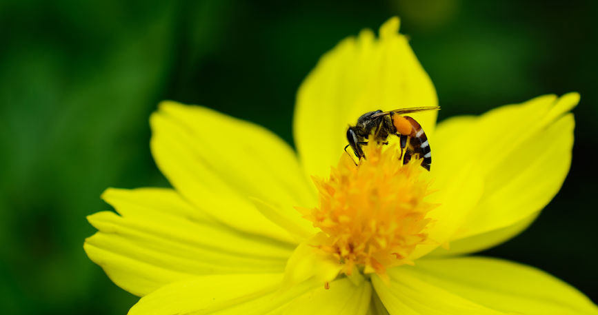 Pszczoły mogą okazać się rozwiązaniem problemów z końcem ery antybiotyków /123RF/PICSEL