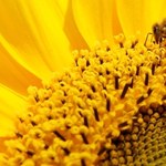 Pszczoły mogą pomóc w walce z terrorystami. Mają niezawodny węch