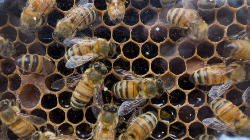 Pszczoły mogą się zagnieździć w każdym domu /AFP
