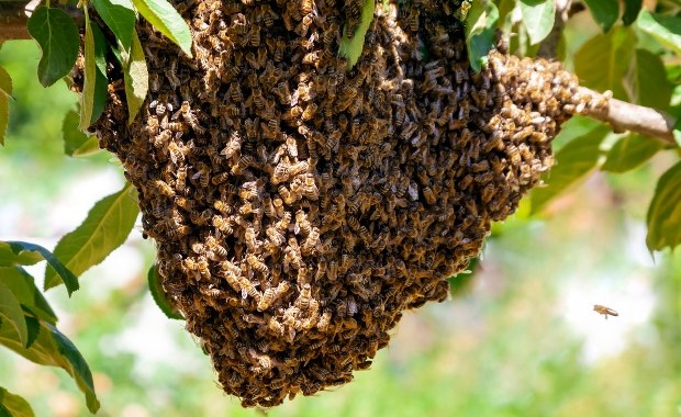 Pszczoły na wycieczce po mieście? Nietypowa akcja we Wrocławiu