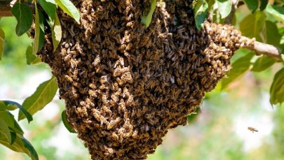 Pszczoły na wycieczce po mieście? Nietypowa akcja we Wrocławiu