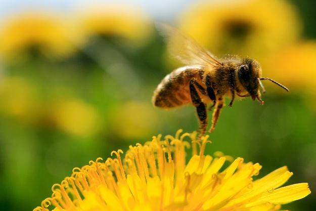 Pszczoły należy postrzegać jako dobro publiczne /AFP