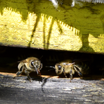 Pszczoły nauczyły się żyć pod pyłem wulkanicznym. Oto jak im się to udało