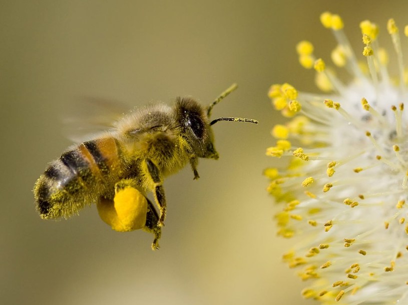 Pszczoły nie potrzebują nawigacji, aby bezbłędnie trafić do swojego ula /123RF/PICSEL