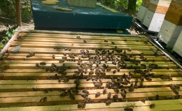Pszczoły nie próżnują. "Pierwsze miodobranie miesiąc wcześniej niż rok temu"