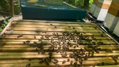 Pszczoły nie próżnują. "Pierwsze miodobranie miesiąc wcześniej niż rok temu"