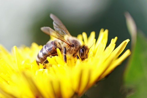 Pszczoły nie tylko będą zapylać kwiaty, ale i rozbrajać miny? /123RF/PICSEL