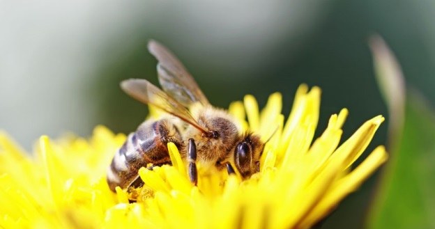 Pszczoły nie tylko będą zapylać kwiaty, ale i rozbrajać miny? /123RF/PICSEL
