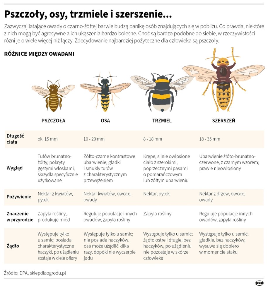Pszczoły, osy, trzmiele i szerszenie... /Adam Ziemienowicz /PAP